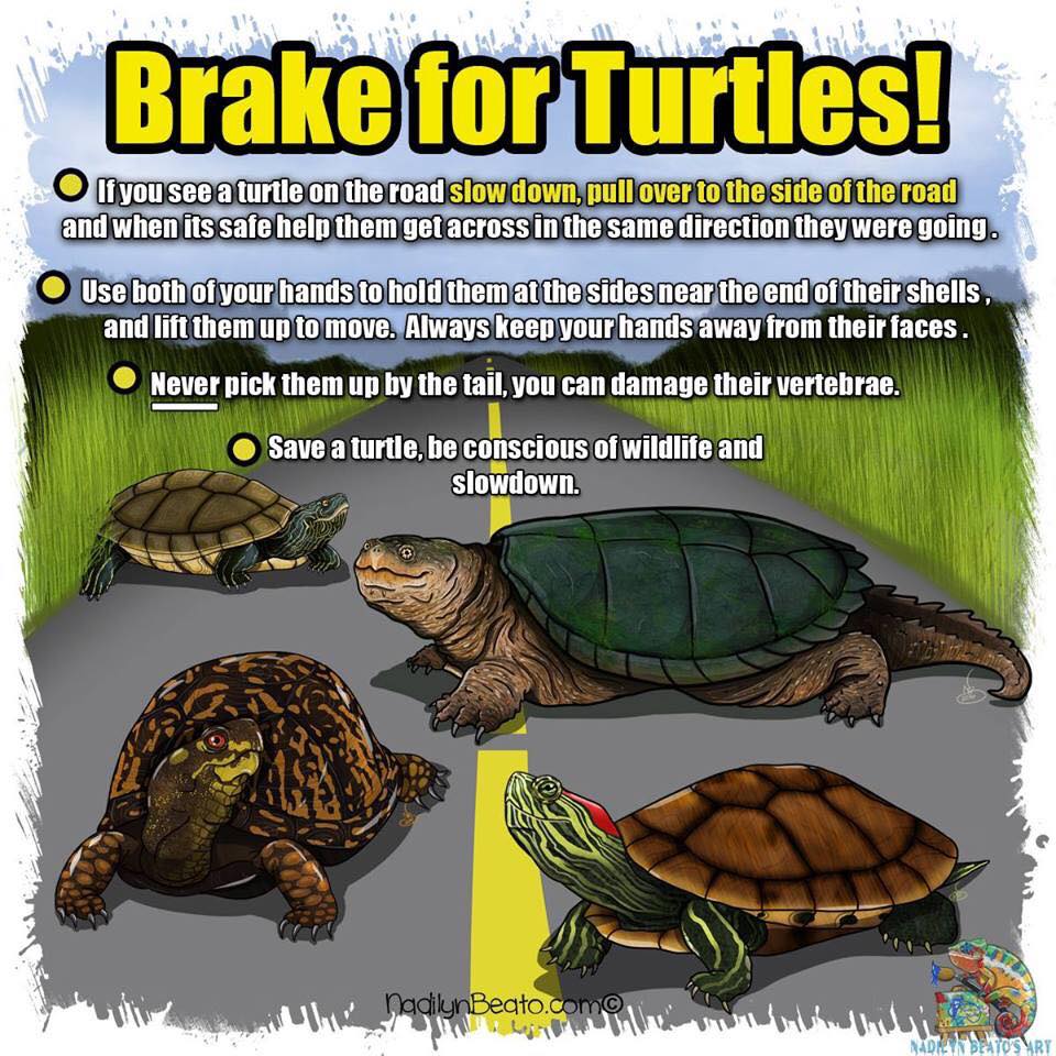 Brake for Turtles